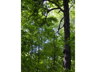 Whitley County, Indiana Farmland - LAND AUCTION - 188+/- ACRES OFFERED IN 9 TRACTS, COMBINATIONS OR AS A WHOLE IN WHITLEY COUNTY, INDIANA