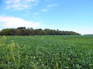 Whitley County, Indiana Farmland - LAND AUCTION - 188+/- ACRES OFFERED IN 9 TRACTS, COMBINATIONS OR AS A WHOLE IN WHITLEY COUNTY, INDIANA