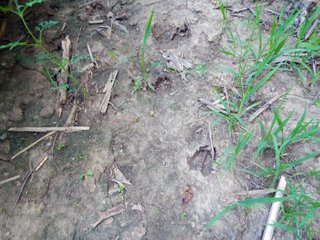 Whitley County, Indiana Farmland - LAND AUCTION - 188+/- ACRES OFFERED IN 9 TRACTS, COMBINATIONS OR AS A WHOLE IN WHITLEY COUNTY, INDIANA