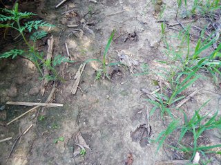 Whitley County, Indiana Farmland - LAND AUCTION - 188+/- ACRES OFFERED IN 9 TRACTS, COMBINATIONS OR AS A WHOLE IN WHITLEY COUNTY, INDIANA