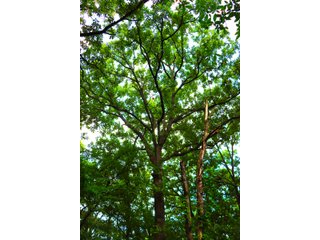 Tract 10 - LAND AUCTION - 1,006+/- ACRES OFFERED IN 27 TRACTS IN PONTOTOC & SEMINOLE COUNTIES, OKLAHOMA