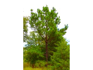 Tract 15 - LAND AUCTION - 1,006+/- ACRES OFFERED IN 27 TRACTS IN PONTOTOC & SEMINOLE COUNTIES, OKLAHOMA
