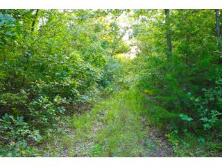 Tract 18 - LAND AUCTION - 1,006+/- ACRES OFFERED IN 27 TRACTS IN PONTOTOC & SEMINOLE COUNTIES, OKLAHOMA