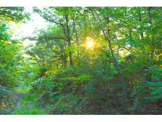 Tract 18 - LAND AUCTION - 1,006+/- ACRES OFFERED IN 27 TRACTS IN PONTOTOC & SEMINOLE COUNTIES, OKLAHOMA