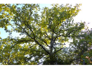 Tract 20 - LAND AUCTION - 1,006+/- ACRES OFFERED IN 27 TRACTS IN PONTOTOC & SEMINOLE COUNTIES, OKLAHOMA