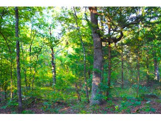 Tract 20 - LAND AUCTION - 1,006+/- ACRES OFFERED IN 27 TRACTS IN PONTOTOC & SEMINOLE COUNTIES, OKLAHOMA