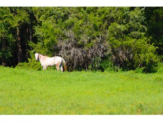 Tract 22 - LAND AUCTION - 1,006+/- ACRES OFFERED IN 27 TRACTS IN PONTOTOC & SEMINOLE COUNTIES, OKLAHOMA
