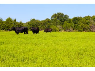 Tract 22 - LAND AUCTION - 1,006+/- ACRES OFFERED IN 27 TRACTS IN PONTOTOC & SEMINOLE COUNTIES, OKLAHOMA