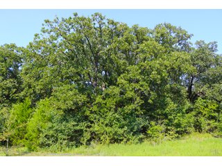 Tract 23 - LAND AUCTION - 1,006+/- ACRES OFFERED IN 27 TRACTS IN PONTOTOC & SEMINOLE COUNTIES, OKLAHOMA
