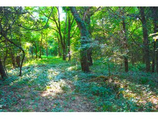Tract 24 - LAND AUCTION - 1,006+/- ACRES OFFERED IN 27 TRACTS IN PONTOTOC & SEMINOLE COUNTIES, OKLAHOMA