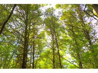 Tract 25 - LAND AUCTION - 1,006+/- ACRES OFFERED IN 27 TRACTS IN PONTOTOC & SEMINOLE COUNTIES, OKLAHOMA