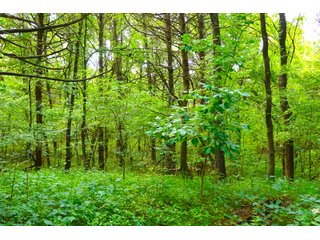 Tract 25 - LAND AUCTION - 1,006+/- ACRES OFFERED IN 27 TRACTS IN PONTOTOC & SEMINOLE COUNTIES, OKLAHOMA