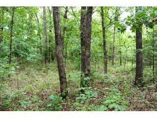 Tract 7 - LAND AUCTION - 1,006+/- ACRES OFFERED IN 27 TRACTS IN PONTOTOC & SEMINOLE COUNTIES, OKLAHOMA
