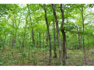 Tract 7 - LAND AUCTION - 1,006+/- ACRES OFFERED IN 27 TRACTS IN PONTOTOC & SEMINOLE COUNTIES, OKLAHOMA