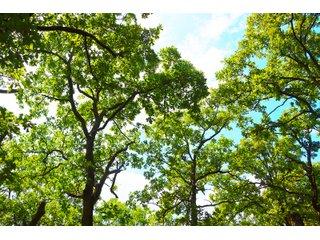 Tract 8 - LAND AUCTION - 1,006+/- ACRES OFFERED IN 27 TRACTS IN PONTOTOC & SEMINOLE COUNTIES, OKLAHOMA