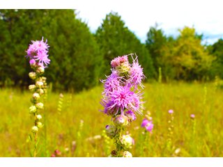 Tract 9 - LAND AUCTION - 1,006+/- ACRES OFFERED IN 27 TRACTS IN PONTOTOC & SEMINOLE COUNTIES, OKLAHOMA