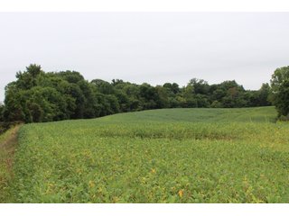 Gibson & Pike Counties, Indiana Farmland - LAND AUCTION - 207+/- ACRES OFFERED IN 9 TRACTS IN GIBSON & PIKE COUNTIES, INDIANA