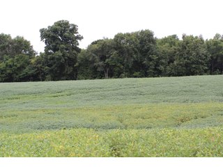 Gibson & Pike Counties, Indiana Farmland - LAND AUCTION - 207+/- ACRES OFFERED IN 9 TRACTS IN GIBSON & PIKE COUNTIES, INDIANA