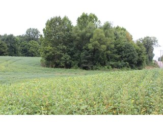 Gibson & Pike Counties, Indiana Farmland - LAND AUCTION - 207+/- ACRES OFFERED IN 9 TRACTS IN GIBSON & PIKE COUNTIES, INDIANA