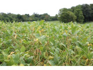 Gibson & Pike Counties, Indiana FGibson & Pike Counties, Indiana Farmland - LAND AUCTION - 207+/- ACRES OFFERED IN 9 TRACTS IN GIBSON & PIKE COUNTIES, INDIANA