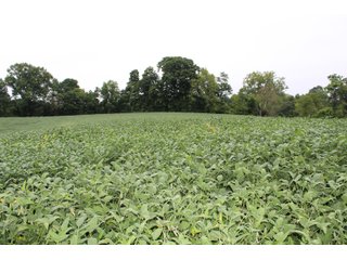 Gibson & Pike Counties, Indiana Farmland - LAND AUCTION - 207+/- ACRES OFFERED IN 9 TRACTS IN GIBSON & PIKE COUNTIES, INDIANA