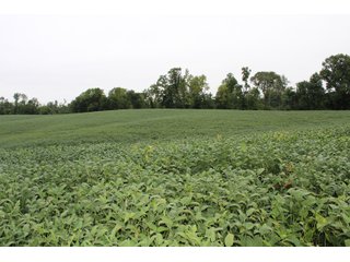 Gibson & Pike Counties, Indiana Farmland - LAND AUCTION - 207+/- ACRES OFFERED IN 9 TRACTS IN GIBSON & PIKE COUNTIES, INDIANA