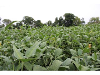 Gibson & Pike Counties, Indiana Farmland - LAND AUCTION - 207+/- ACRES OFFERED IN 9 TRACTS IN GIBSON & PIKE COUNTIES, INDIANA