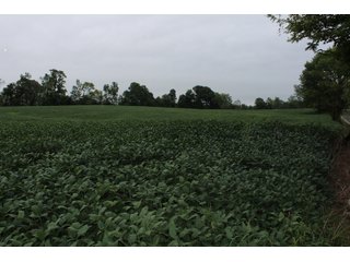 Gibson & Pike Counties, Indiana Farmland - LAND AUCTION - 207+/- ACRES OFFERED IN 9 TRACTS IN GIBSON & PIKE COUNTIES, INDIANA