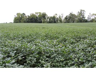 Gibson & Pike Counties, Indiana Farmland - LAND AUCTION - 207+/- ACRES OFFERED IN 9 TRACTS IN GIBSON & PIKE COUNTIES, INDIANA