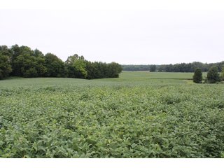Gibson & Pike Counties, Indiana Farmland - LAND AUCTION - 207+/- ACRES OFFERED IN 9 TRACTS IN GIBSON & PIKE COUNTIES, INDIANA