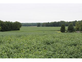 Gibson & Pike Counties, Indiana Farmland - LAND AUCTION - 207+/- ACRES OFFERED IN 9 TRACTS IN GIBSON & PIKE COUNTIES, INDIANA