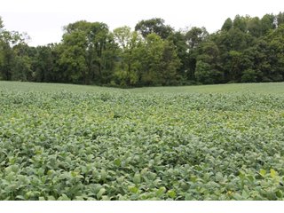 Gibson & Pike Counties, Indiana Farmland - LAND AUCTION - 207+/- ACRES OFFERED IN 9 TRACTS IN GIBSON & PIKE COUNTIES, INDIANA