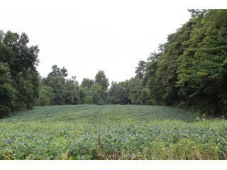 Gibson & Pike Counties, Indiana Farmland - LAND AUCTION - 207+/- ACRES OFFERED IN 9 TRACTS IN GIBSON & PIKE COUNTIES, INDIANA