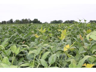 Gibson & Pike Counties, Indiana Farmland - LAND AUCTION - 207+/- ACRES OFFERED IN 9 TRACTS IN GIBSON & PIKE COUNTIES, INDIANA