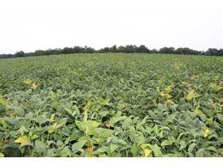 Gibson & Pike Counties, Indiana Farmland - LAND AUCTION - 207+/- ACRES OFFERED IN 9 TRACTS IN GIBSON & PIKE COUNTIES, INDIANA