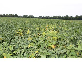 Gibson & Pike Counties, Indiana Farmland - LAND AUCTION - 207+/- ACRES OFFERED IN 9 TRACTS IN GIBSON & PIKE COUNTIES, INDIANA