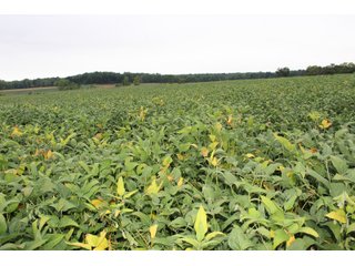 Gibson & Pike Counties, Indiana Farmland - LAND AUCTION - 207+/- ACRES OFFERED IN 9 TRACTS IN GIBSON & PIKE COUNTIES, INDIANA