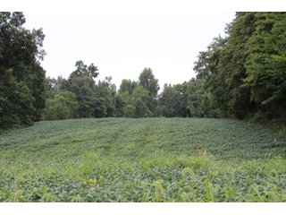 Gibson & Pike Counties, Indiana Farmland - LAND AUCTION - 207+/- ACRES OFFERED IN 9 TRACTS IN GIBSON & PIKE COUNTIES, INDIANA