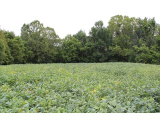 Gibson & Pike Counties, Indiana Farmland - LAND AUCTION - 207+/- ACRES OFFERED IN 9 TRACTS IN GIBSON & PIKE COUNTIES, INDIANA
