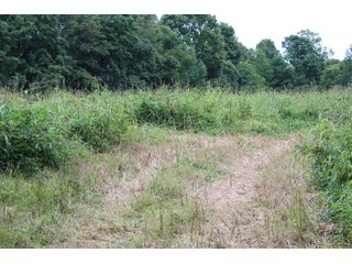 Gibson & Pike Counties, Indiana Farmland - LAND AUCTION - 207+/- ACRES OFFERED IN 9 TRACTS IN GIBSON & PIKE COUNTIES, INDIANA