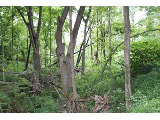 Gibson & Pike Counties, Indiana Farmland - LAND AUCTION - 207+/- ACRES OFFERED IN 9 TRACTS IN GIBSON & PIKE COUNTIES, INDIANA