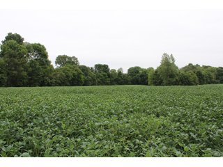 Gibson & Pike Counties, Indiana Farmland - LAND AUCTION - 207+/- ACRES OFFERED IN 9 TRACTS IN GIBSON & PIKE COUNTIES, INDIANA