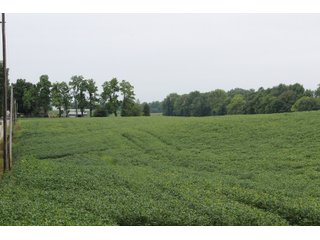 Gibson & Pike Counties, Indiana Farmland - LAND AUCTION - 207+/- ACRES OFFERED IN 9 TRACTS IN GIBSON & PIKE COUNTIES, INDIANA