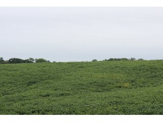 Gibson & Pike Counties, Indiana Farmland - LAND AUCTION - 207+/- ACRES OFFERED IN 9 TRACTS IN GIBSON & PIKE COUNTIES, INDIANA
