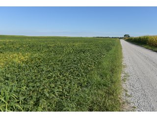 Cass & White Counties, Indiana Farmland - MAJOR LAND AUCTION - 962+/- ACRES OFFERED IN 6 TRACTS IN CASS & WHITE COUNTIES, INDIANA
