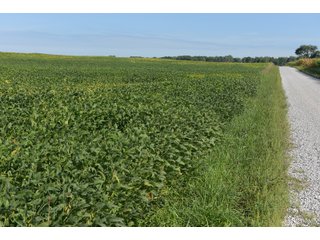 Cass & White Counties, Indiana Farmland - MAJOR LAND AUCTION - 962+/- ACRES OFFERED IN 6 TRACTS IN CASS & WHITE COUNTIES, INDIANA
