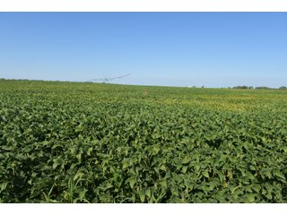 Cass & White Counties, Indiana Farmland - MAJOR LAND AUCTION - 962+/- ACRES OFFERED IN 6 TRACTS IN CASS & WHITE COUNTIES, INDIANA