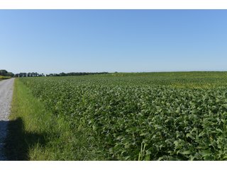 Cass & White Counties, Indiana Farmland - MAJOR LAND AUCTION - 962+/- ACRES OFFERED IN 6 TRACTS IN CASS & WHITE COUNTIES, INDIANA