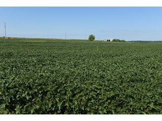 Cass & White Counties, Indiana Farmland - MAJOR LAND AUCTION - 962+/- ACRES OFFERED IN 6 TRACTS IN CASS & WHITE COUNTIES, INDIANA