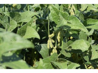 Cass & White Counties, Indiana Farmland - MAJOR LAND AUCTION - 962+/- ACRES OFFERED IN 6 TRACTS IN CASS & WHITE COUNTIES, INDIANA
